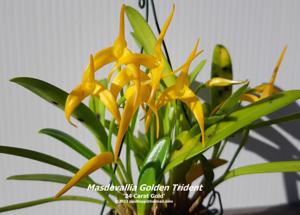 Masdevallia Golden Trident