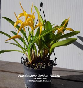 Masdevallia Golden Trident