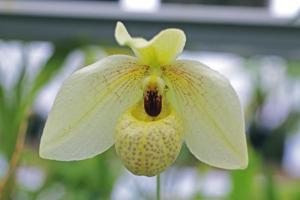 Paphiopedilum Norito Hasegawa