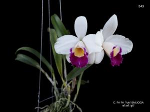 Cattleya Pri Pri