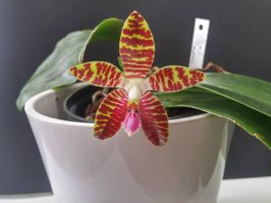 Phalaenopsis Dragon's Fire