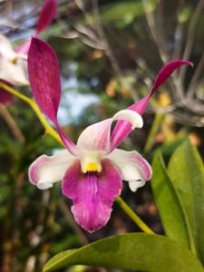 Dendrobium Kahlin Wee