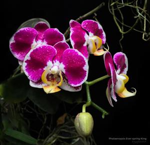 Phalaenopsis Ever-spring King