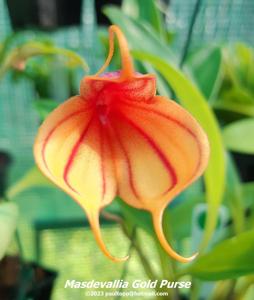 Masdevallia Gold Purse