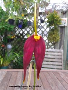 Masdevallia Red Lion