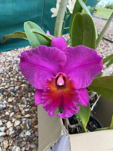 Rhyncholaeliocattleya Burdekin Delight