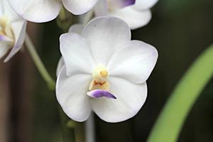 Vandachostylis Viboon Velvet