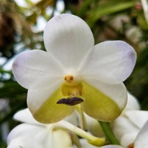 Vandachostylis Viboon Velvet