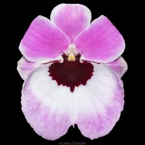 Miltoniopsis Maufant