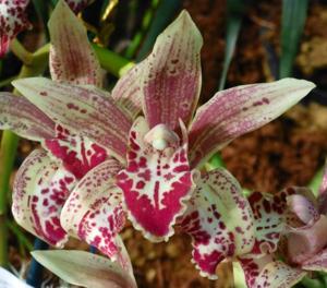 Cymbidium Ison's Wild Thing