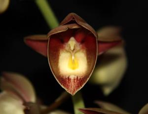 Catasetum Marsh Hollow