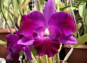 Cattleya Mini Song