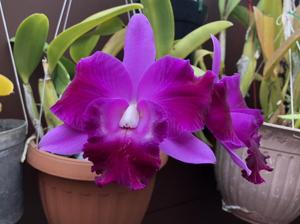 Cattleya Mini Song
