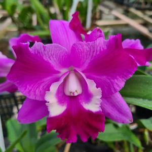 Cattleya Mini Song