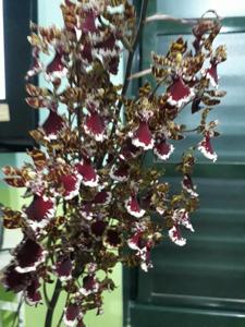 Oncostele Everglades Elegance