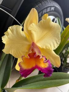 Rhyncholaeliocattleya Maui Gold