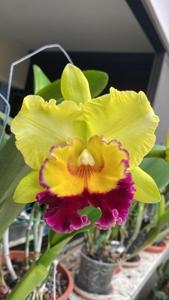 Rhyncholaeliocattleya Maui Gold