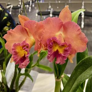 Rhyncholaeliocattleya Maui Gold