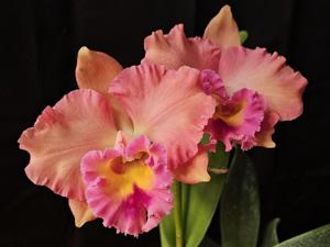 Rhyncholaeliocattleya Maui Gold