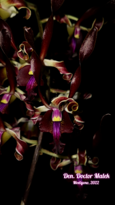 Dendrobium Doctor Malek