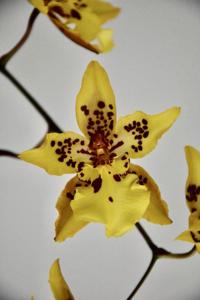 Oncidium Tiger Crow