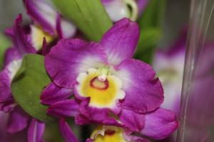 Dendrobium Comet King