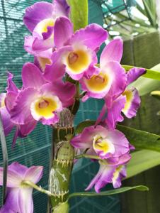 Dendrobium Comet King