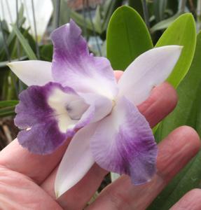 Cattleya Cariad's Mini-Quinee