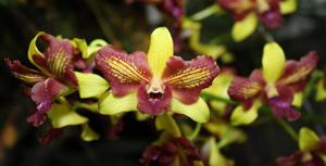 Dendrobium Thongchai Gold