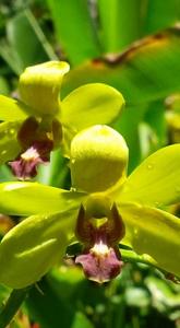 Dendrobium Thongchai Gold