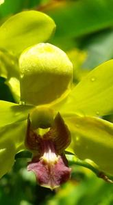 Dendrobium Thongchai Gold