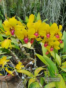 Dendrobium Thongchai Gold