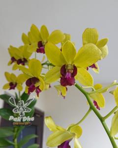 Dendrobium Thongchai Gold