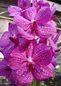 Vanda Kimigayo