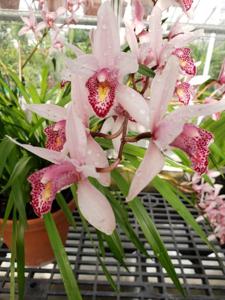 Cymbidium Caitlain