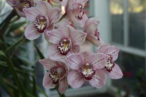 Cymbidium Forrest Place