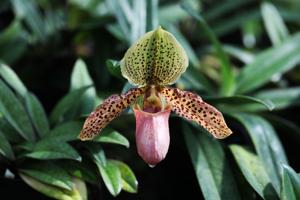 Paphiopedilum Graham Robertson