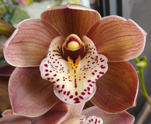 Cymbidium Valley Picture