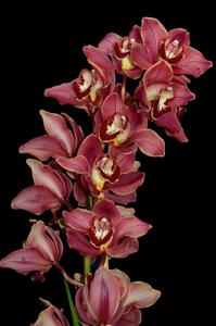 Cymbidium Victoria Village