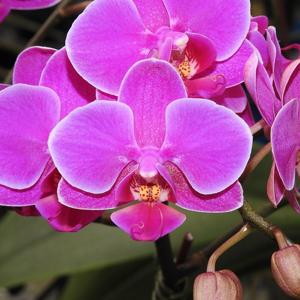 Phalaenopsis Zuma's Pixie