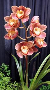 Cymbidium John Jansma