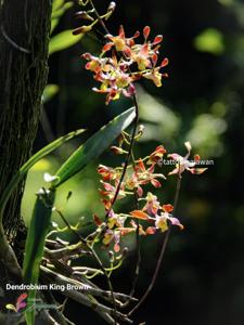 Dendrobium King Brown