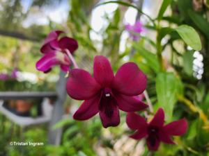 Dendrobium Lady Concert