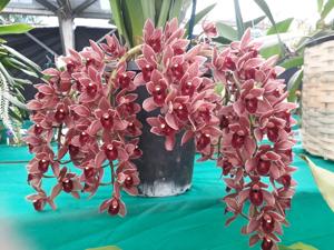 Cymbidium Dorothy Stockstill