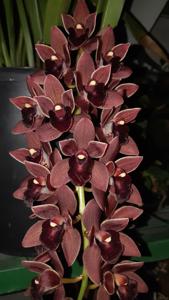 Cymbidium Dorothy Stockstill