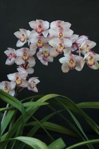 Cymbidium Radiant Pearl