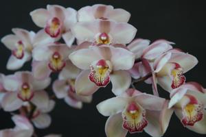 Cymbidium Radiant Pearl