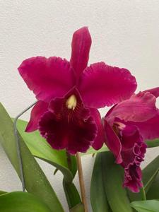 Rhyncholaeliocattleya Memoria Cecil Barrier