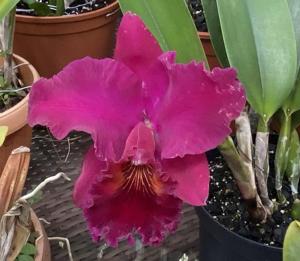 Rhyncholaeliocattleya Memoria Cecil Barrier