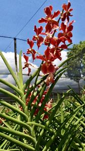 Mayara Mary Robinson